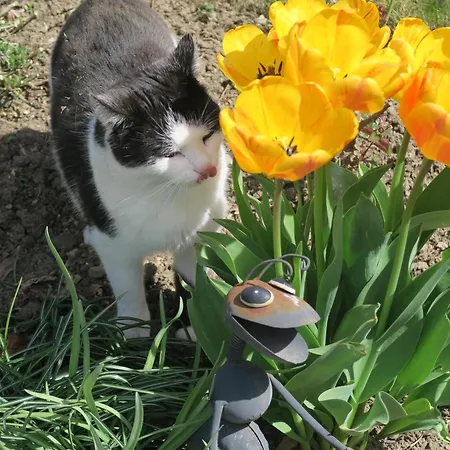 Doerrmuehle 度假居 Texing