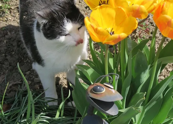 Doerrmuehle Holiday home Texing