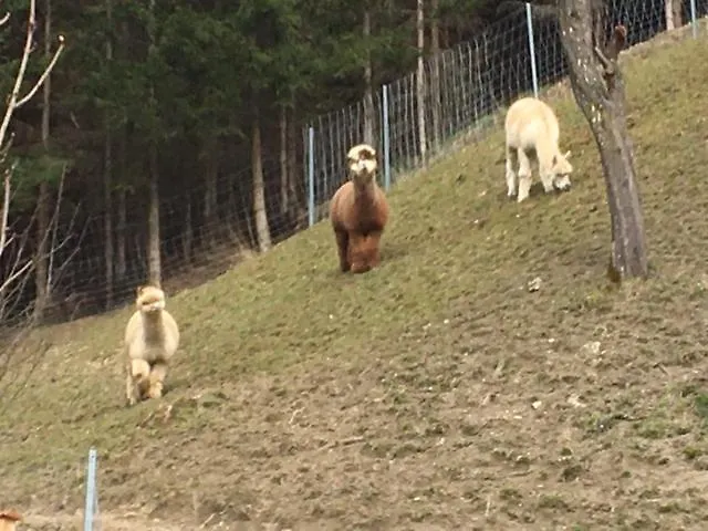 Holiday home Doerrmuehle *